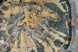 Petrified Wood (Schinoxylon) Round - Blue Forest, Wyoming #144683-1
